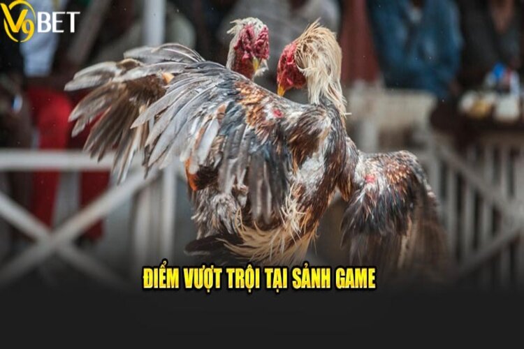 Lý do nên chơi chọi gà tại nền tảng V9BET