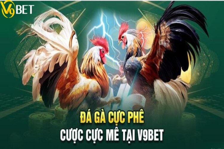 Vài nét thú vị xoay quanh bộ môn đá gà